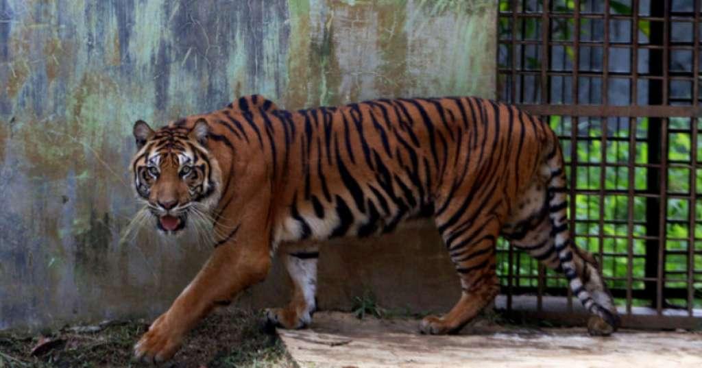 Wahyu Kurniadi Tewas Mengenaskan Diterkam Harimau, Begini Awal Kisahnya