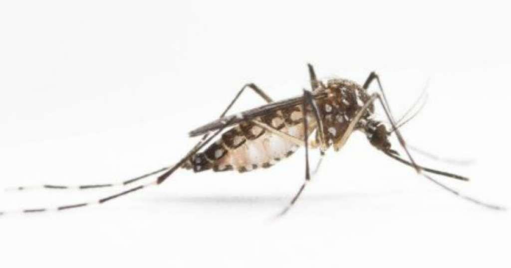 Hati-Hati Nyamuk Aedes Aegypti Bukan Hanya Menghisap Saat Pagi Hari!