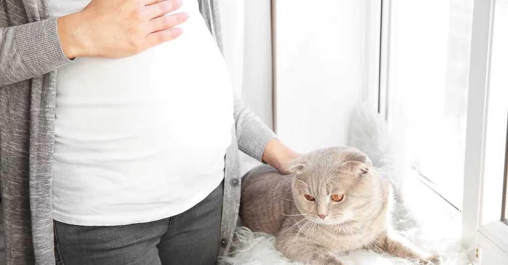 Awas! Virus pada Kotoran Kucing Bisa buat Ibu Hamil Keguguran