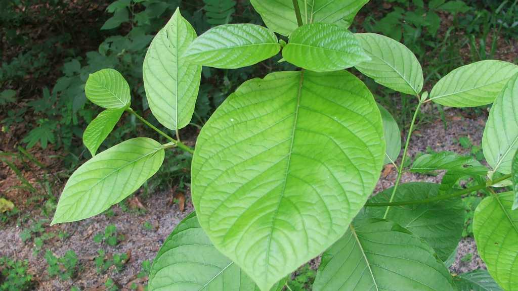 Waspada! Tanaman Kratom Miliki Kandungan Narkotika Berbahaya
