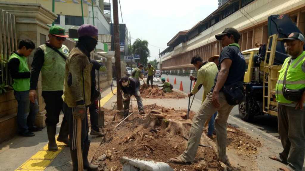 Delapan Pohon Tua di Cikini Ditebang untuk Pelebaran Jalan, Warga Tak Rela