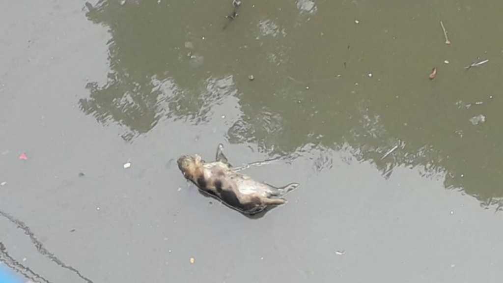 Timbulkan Bau Menyengat, Puluhan Bangkai Babi Ditemukan di Sungai Medan