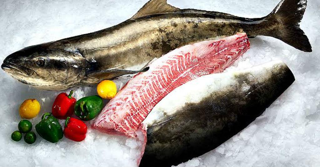 4 Fakta Ikan King Kobia yang Memiliki Nilai Ekonomis Tinggi