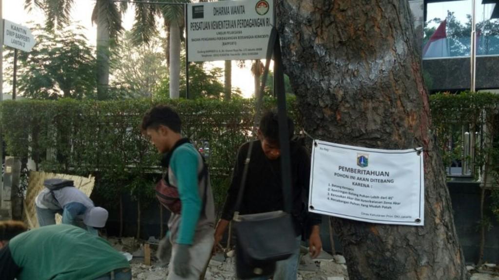 Setelah Cikini, Pohon di Sekitar Jalan Kramat Raya Juga Akan Ditebang