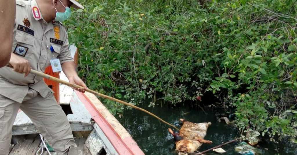 Ribuan Babi Mati di Sumut Tak Hanya Terjangkit Kolera, tapi Demam Afrika