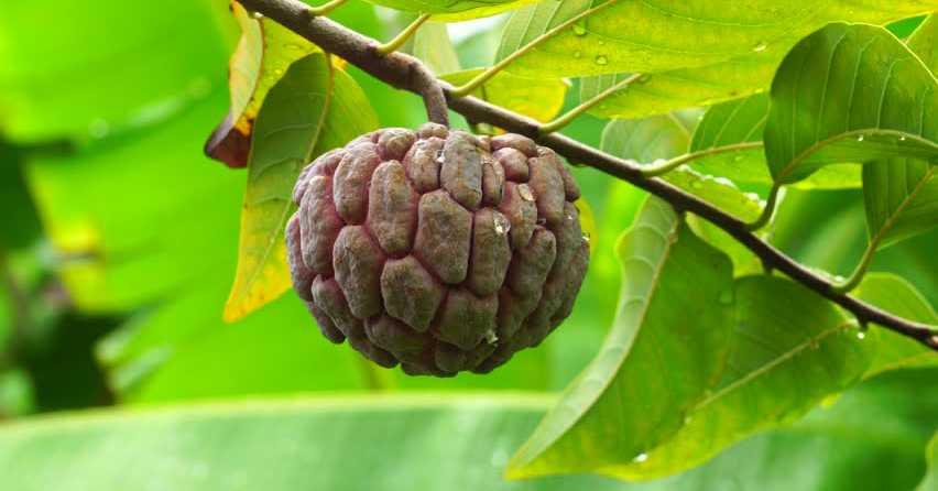 Buah Nona, Buah Langka yang Memiliki Segundang Manfaat Bagi Kesehatan