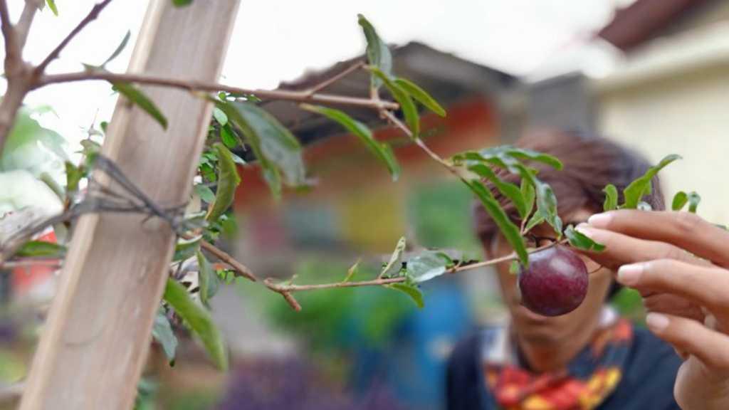 Tanaman Langka Khas Betawi Ini Muncul di Jakarta Timur