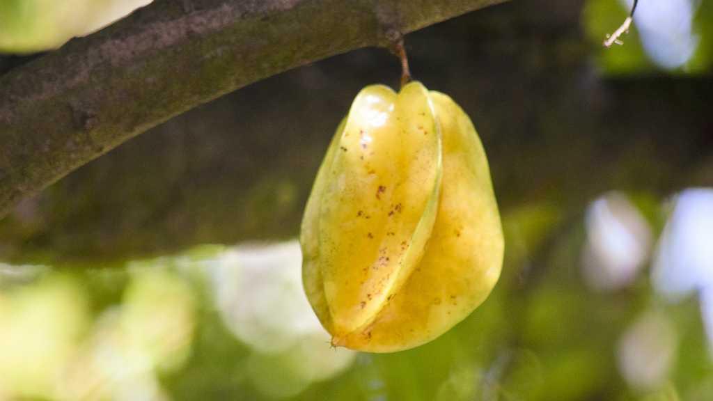 4 Buah Ini Cocok Dikonsumsi untuk Diet Rendah Karbohidrat