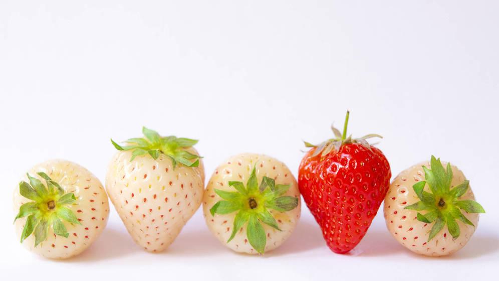 7 Manfaat dari Pineberry alias Strawberry Putih untuk Kesehatan Tubuhmu