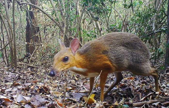 Coba Tengok Gambar Ini! Hewan Sekecil Itu Bikin Gempar Vietnam