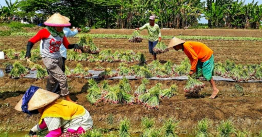 Harga Bawang Meroket Jelang Natal dan Tahun Baru, Mendag: Belum Ada Impor