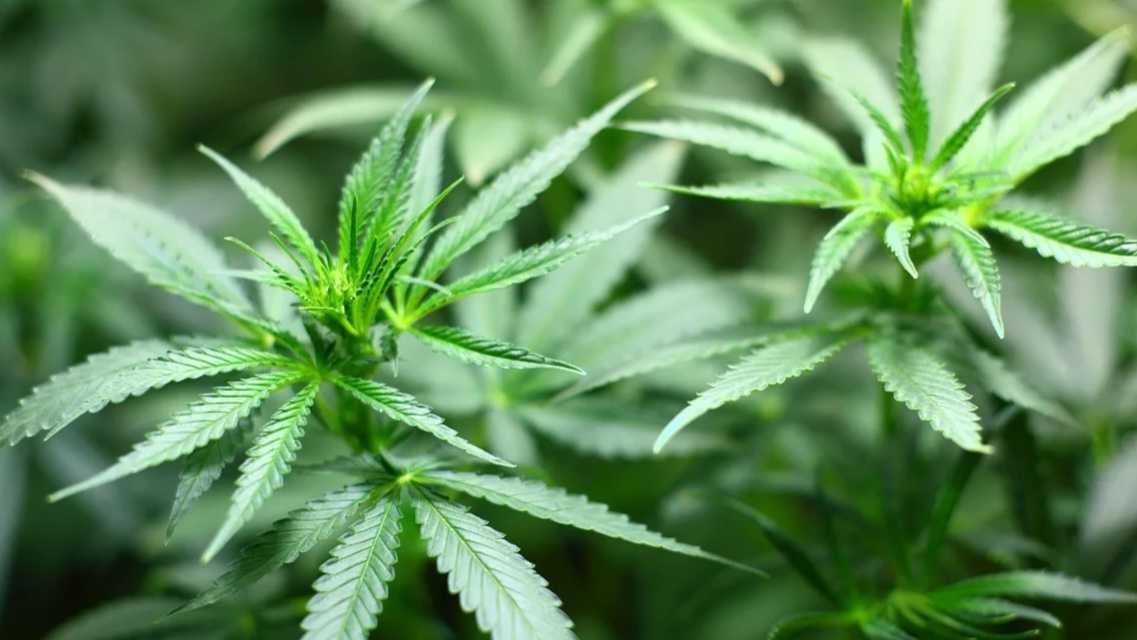 Ganja untuk Kecantikan? Tengok Dulu 7 Manfaatnya