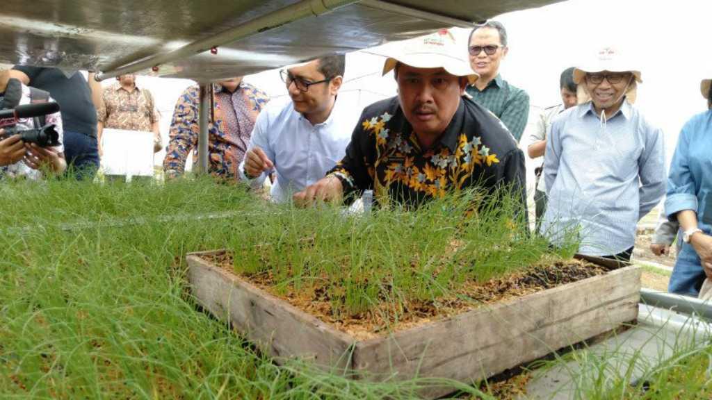 Kementan Dorong Petani Bawang Merah Gunakan Benih Biji True Shallot Seed