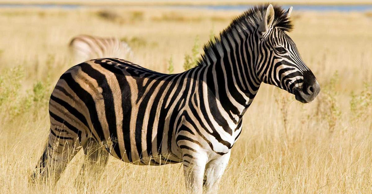 Mengapa Zebra Berwarna Belang Hitam Putih? Ini Jawabannya