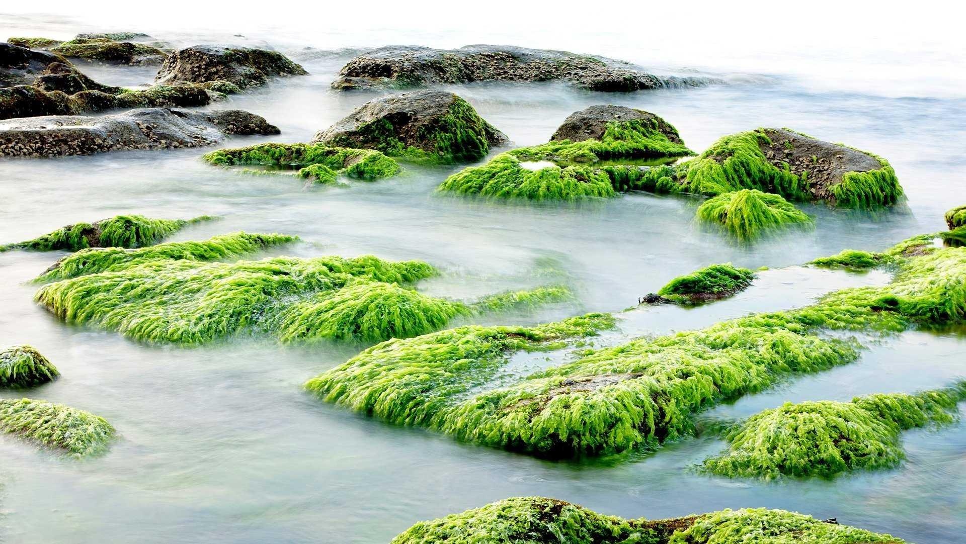 Sudah Tahu Belum, Rumput Laut Punya 5 Keuntungan Ini Lho