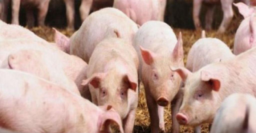 Mentan SYL Bakal Isolasi Daerah yang Terjangkit Virus Hog Cholera