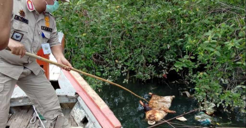 Edy Rahmayadi Minta Pembuang Bangkai Babi ke Sungai Ditindak Tegas