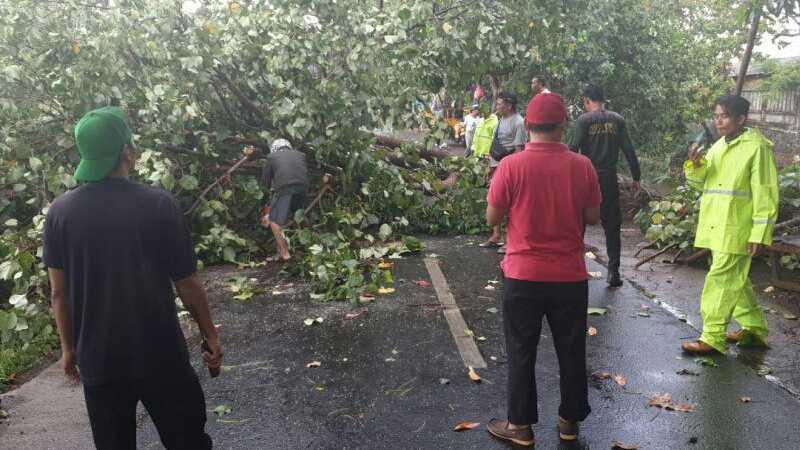 Pohon Bertumbangan di Kota Mataram Akibat Hujan Disertai Angin
