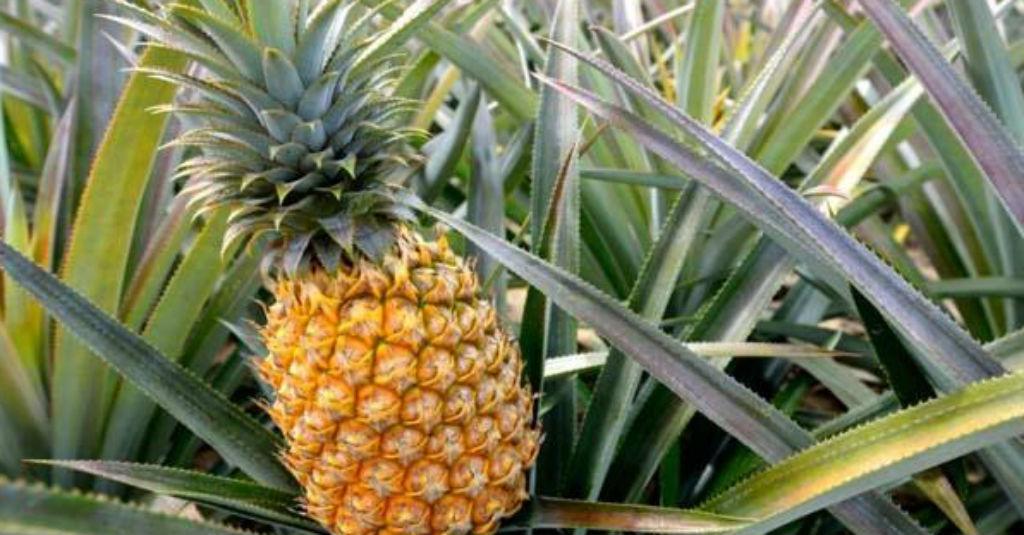 Pemerintah Ingin Buka Pasar Ekspor Nanas ke Amerika Serikat