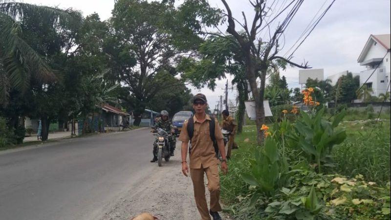 Waduh, Bangkai Babi Masih Ditemukan di Pinggir Jalan Kota Medan
