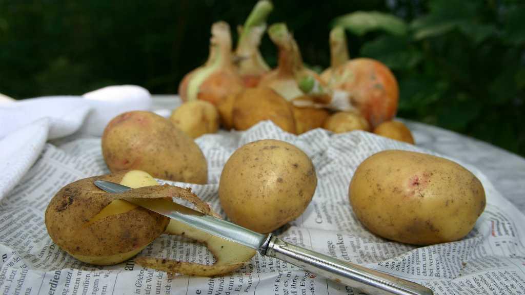 Sudah Tahu Belum? Kulit Kentang Ternyata Punya 5 Manfaat Ini Lho