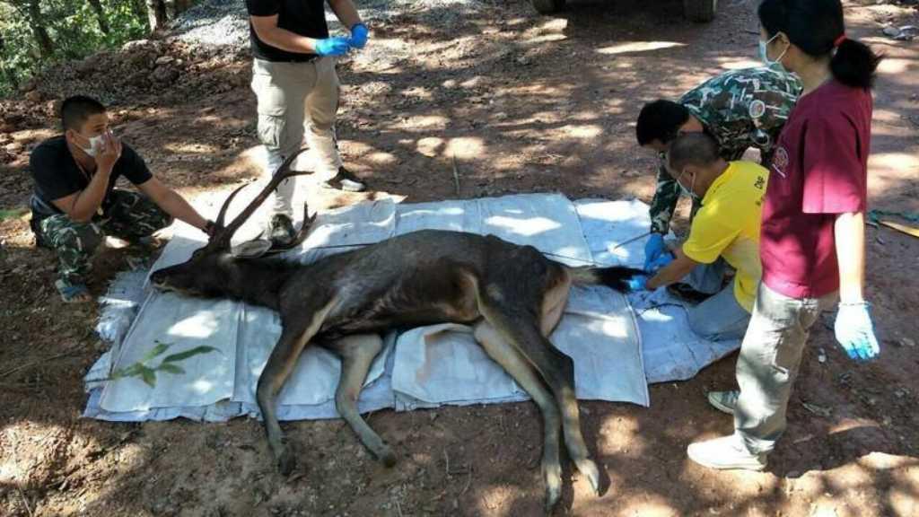 Miris! Rusa Ditemukan Mati dengan Perut Penuh Sampah hingga 7 Kg