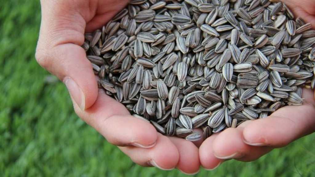 Waspada! Modus Baru Edarkan Sabu di Jakarta Gunakan Kuaci