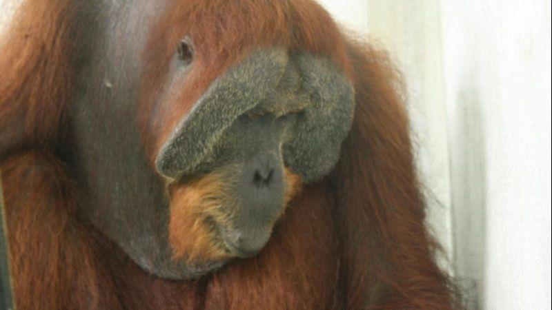 Empat Orangutan Sumatra Jalani Rehabilitasi di “Sekolah Hutan” Jantho Aceh