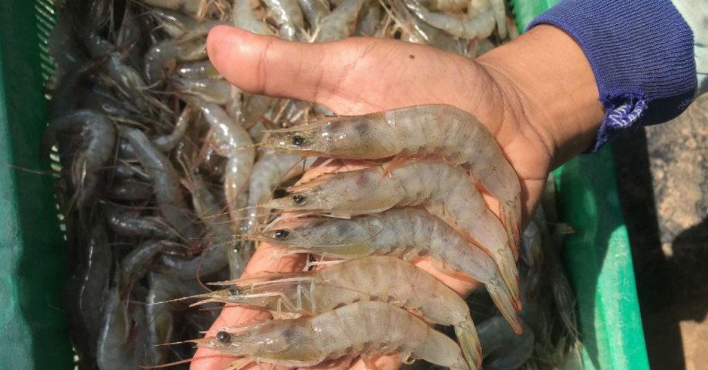 KKP Prioritaskan Pengembangan Budi Daya Udang dengan Sistem Klaster