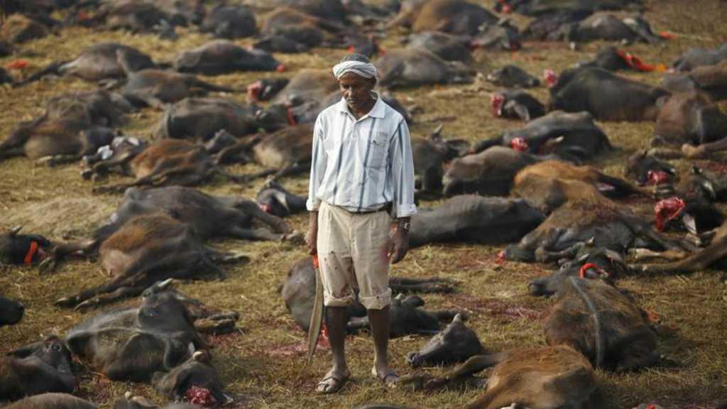 Pembantaian Hewan atas Nama Agama dalam Ritual Gadhimai Nepal