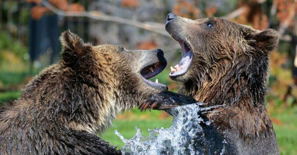 Seorang Warga Ogan Komering Ulu Tewas Mengenaskan Dimangsa Beruang