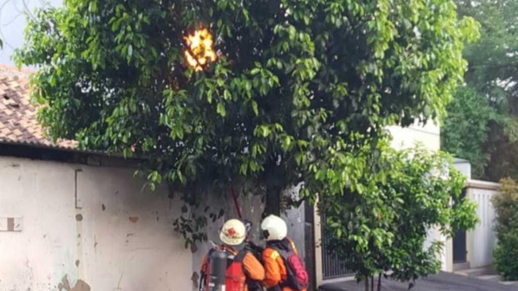 Damkar Evakuasi 11 Sarang Tawon di 11 Lokasi Jakarta Timur