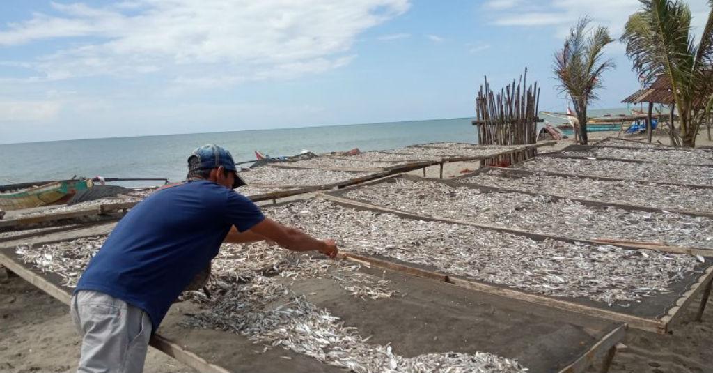 Masuk Musim Penghujan, Usaha Pengolahan Ikan Asin Merugi