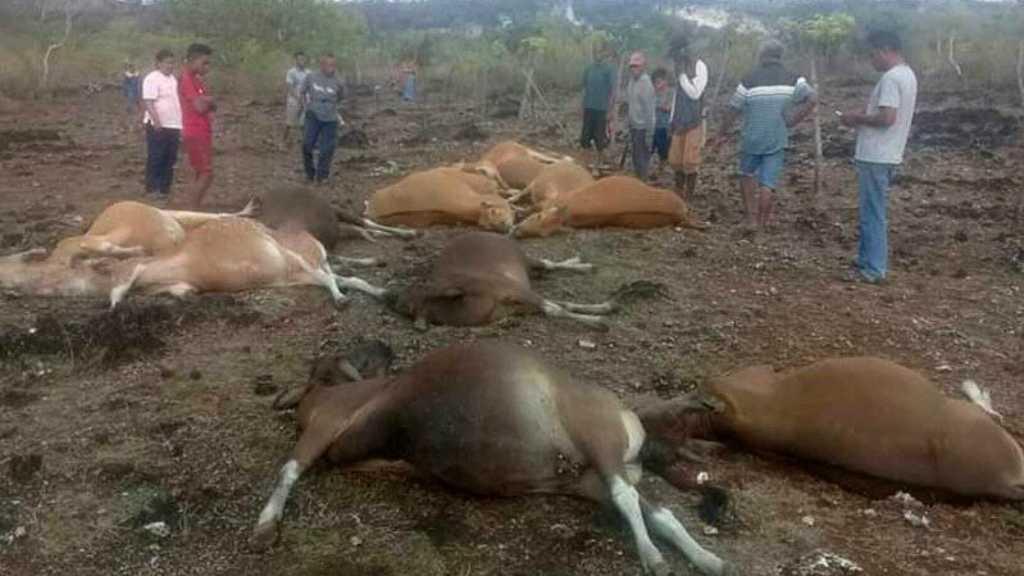 Belasan Sapi Tewas Mengenaskan di Kupang, Ini Penyebabnya