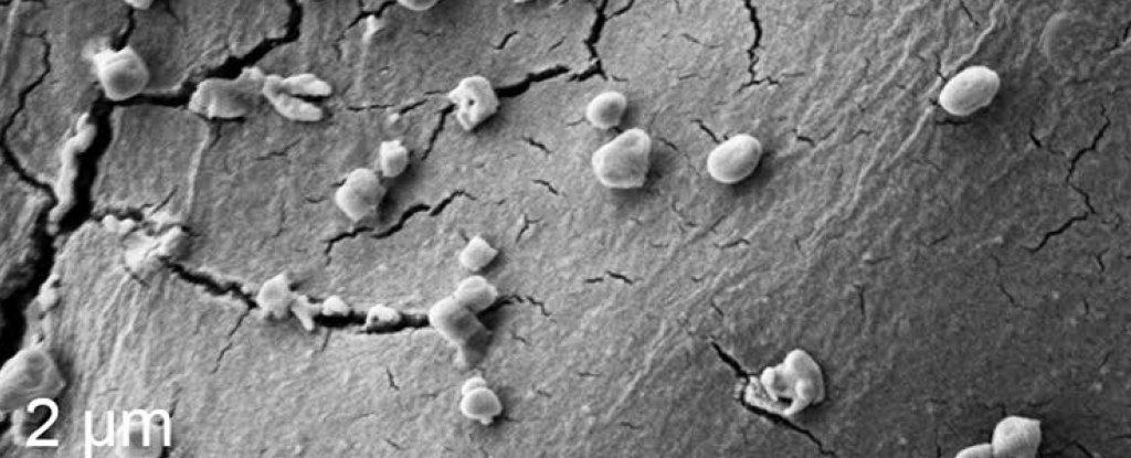 Ilmuan Temukan Metallosphera Sedula: Mikroba Pemakan Batuan Meteroit