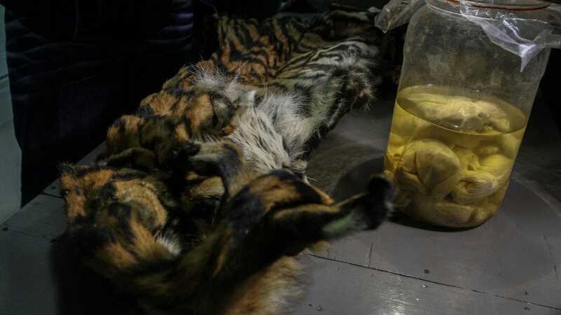 Buru Harimau Sumatera, Pasutri Ini Dicokok Gakkum KemenLHK, BIN dan Polri