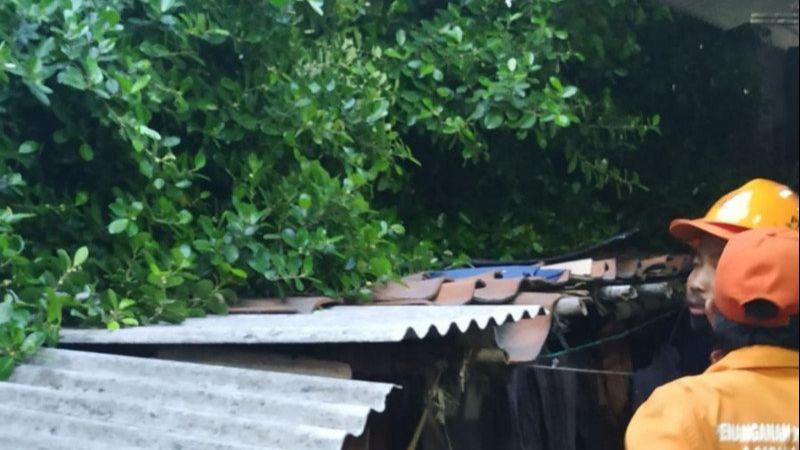Sebuah Rumah Tertimpa Pohon Tumbang di Cakung