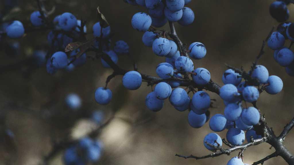 Bisa Menjaga Berat Badan, Ini Loh 5 Khasiat dari Buah Blueberry