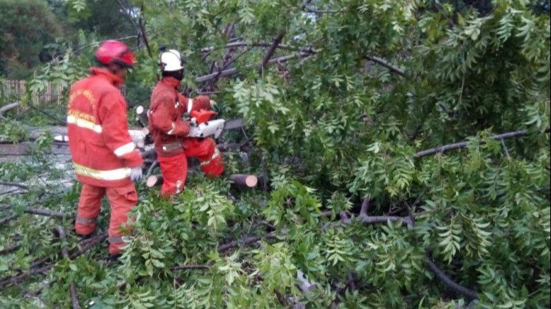 Pohon Tumbang di Cakung Berhasil Dievakuasi Petugas