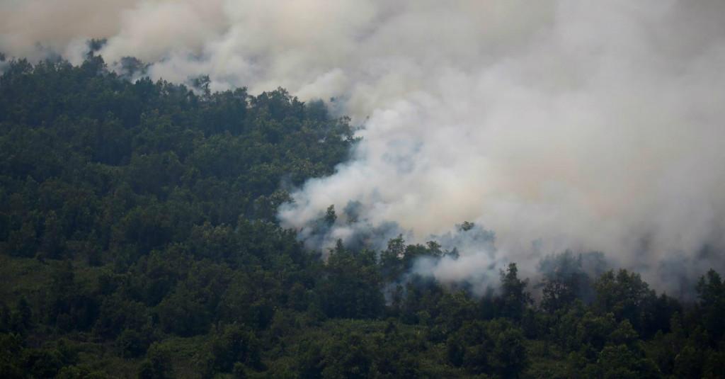 Akibat Kebakaran Hutan, Bank Dunia: Indonesia Rugi 5,2 Miliar Dolar AS