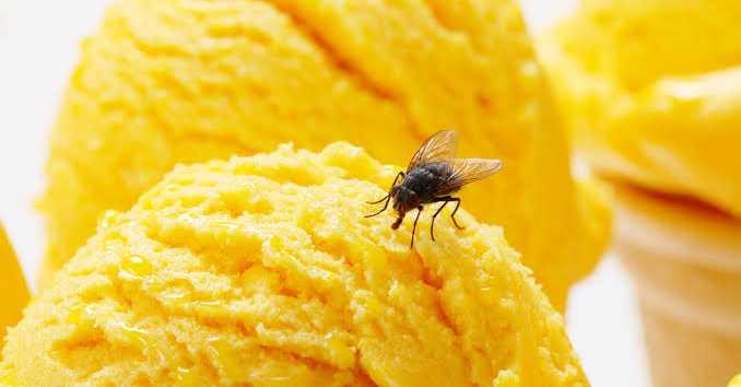 Awas! Ini yang Akan Terjadi Saat Ada Lalat Hinggap di Atas Makanan
