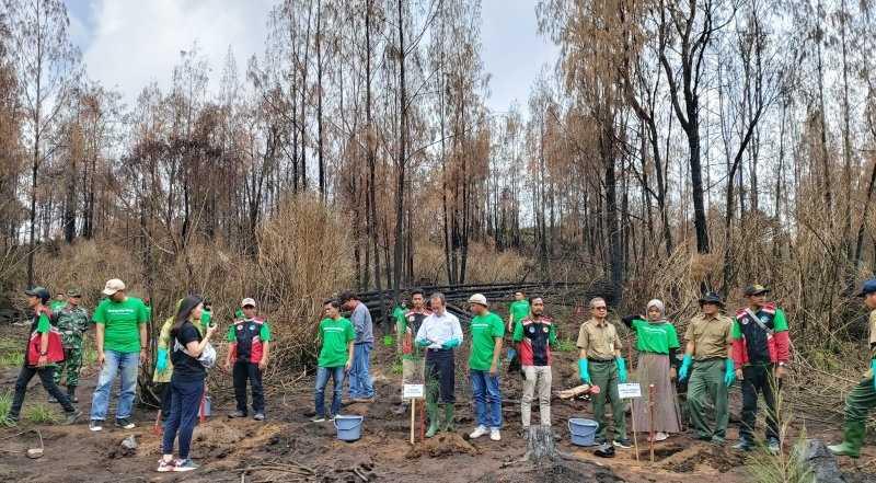Pasca Kebakaran, Gunung Ijen Ditanami 500 Pohon Cemara Gunung