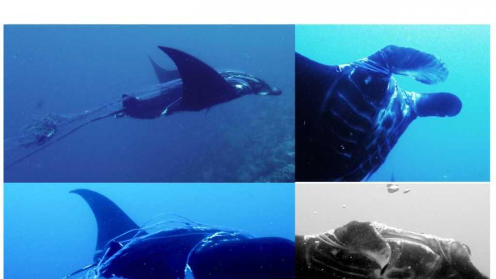 Miris! Ikan Manta Ditemukan Terlilit Tali di Raja Ampat