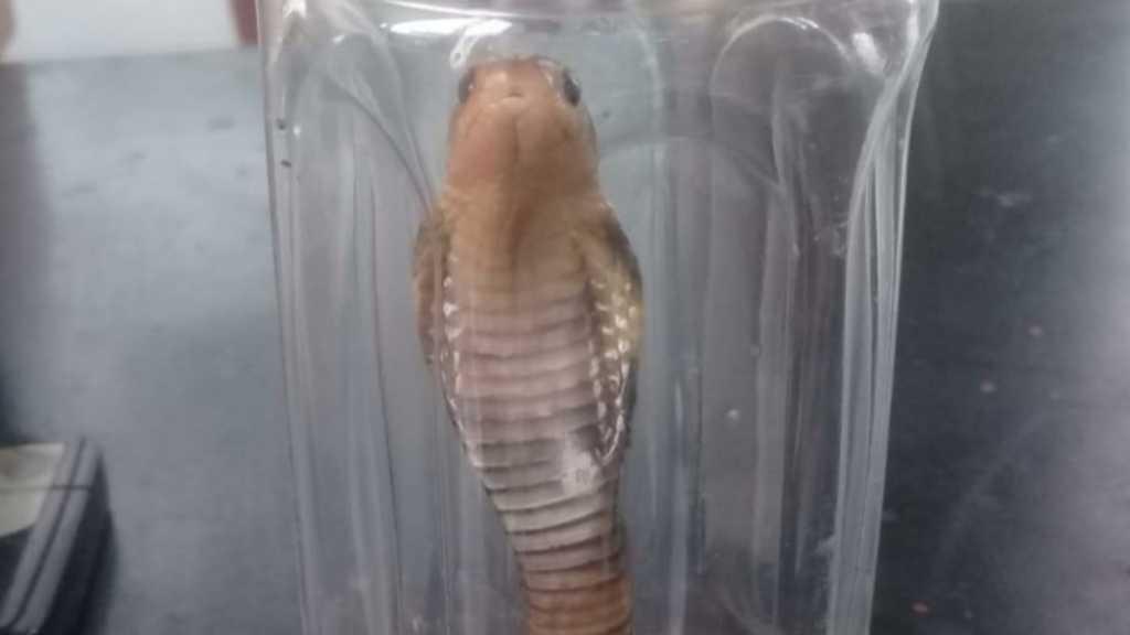 Teror Ular Kobra Mulai Masuk Apartemen Cengkareng