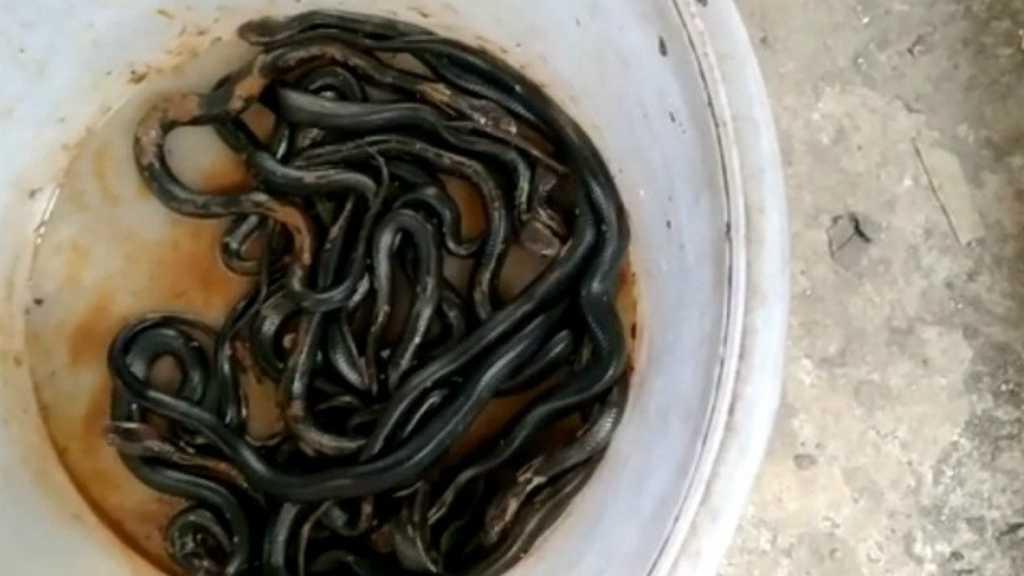 Soal Teror Ular Kobra di Berbagai Daerah, Ini Penjelasan Pakar