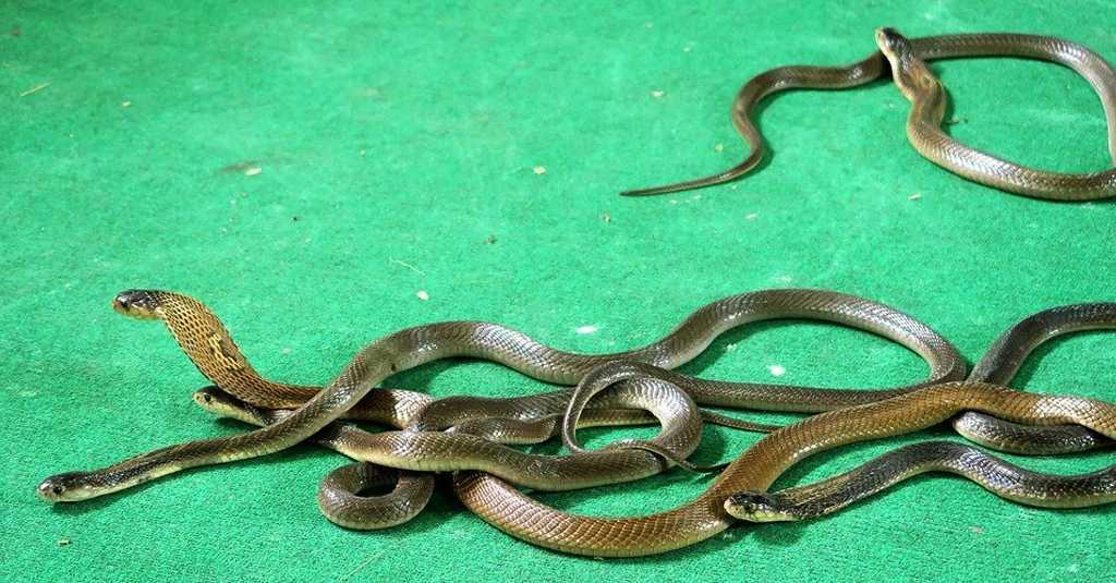 Marak Ular Berkeliaran, Ini Tips Aman Menurut Petugas Penyelamat