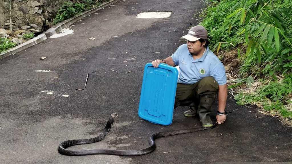 Soal Teror Kobra, Ternyata Cairan Ini Bisa Buat Usir Ular Masuk ke Rumah!