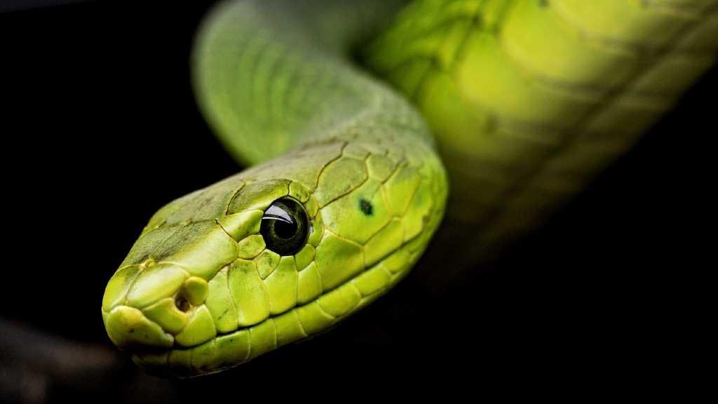 5 Makna Dibalik Mimpi Dikejar Ular, Kamu Pernah?