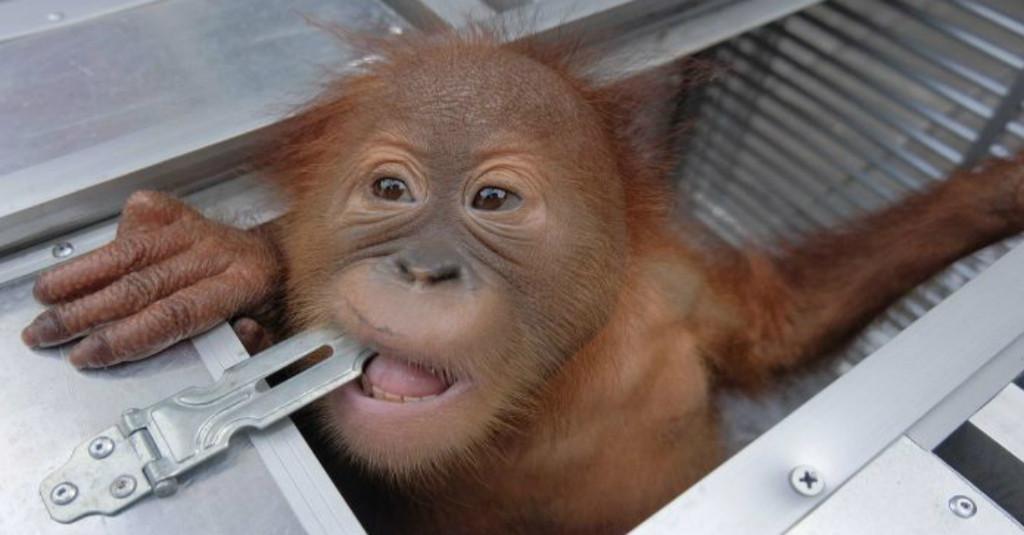 Sembilan Bulan Trauma di Bali, Bon Bon Si Orangutan Akhirnya Pulang