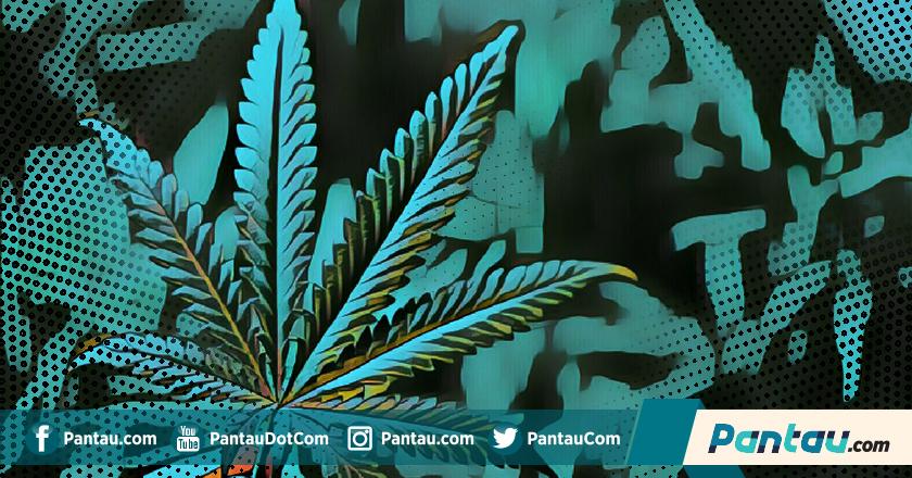 Polda Aceh Musnahkan Ladang Ganja Seluas 3 Hektar